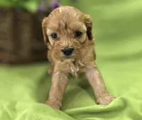 Indigo, a male Cavapoo for sale in Galena, MO – 3 of 8