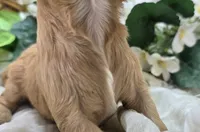 Lala Orange, a female Cavapoo for sale in Galena, MO – 2 of 5