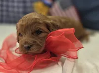 Cherry, a male Cockapoo for sale in Galena, MO – 5 of 5