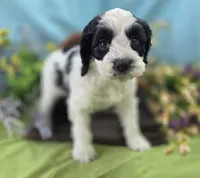 Cottontail, a male Cockapoo for sale in Galena, MO – 2 of 5