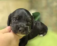 Mushu, a male Cockapoo for sale in Galena, MO – 3 of 4
