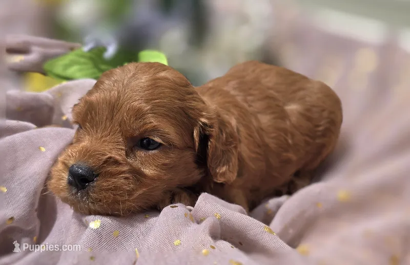 Paris – Cockapoo puppy for sale in Galena, MO