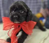 Twink, a female Cavapoo for sale in Galena, MO – 7 of 8