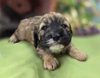 Magi Lune, a female Cockapoo for sale in Galena, MO – 4 of 6