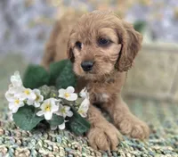 kodiak, a male Cavapoo for sale in Galena, MO – Photo 5 of 5