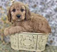 kodiak, a male Cavapoo for sale in Galena, MO – Photo 4 of 5