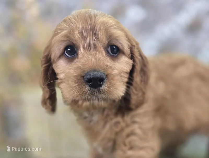 kodiak – Cavapoo puppy for sale in Galena, MO