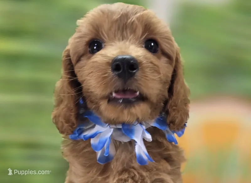 Grub – Cavapoo puppy for sale in Galena, MO
