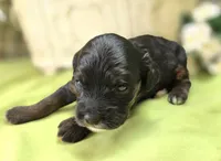 Lady, a female Cockapoo for sale in Galena, MO – 3 of 5