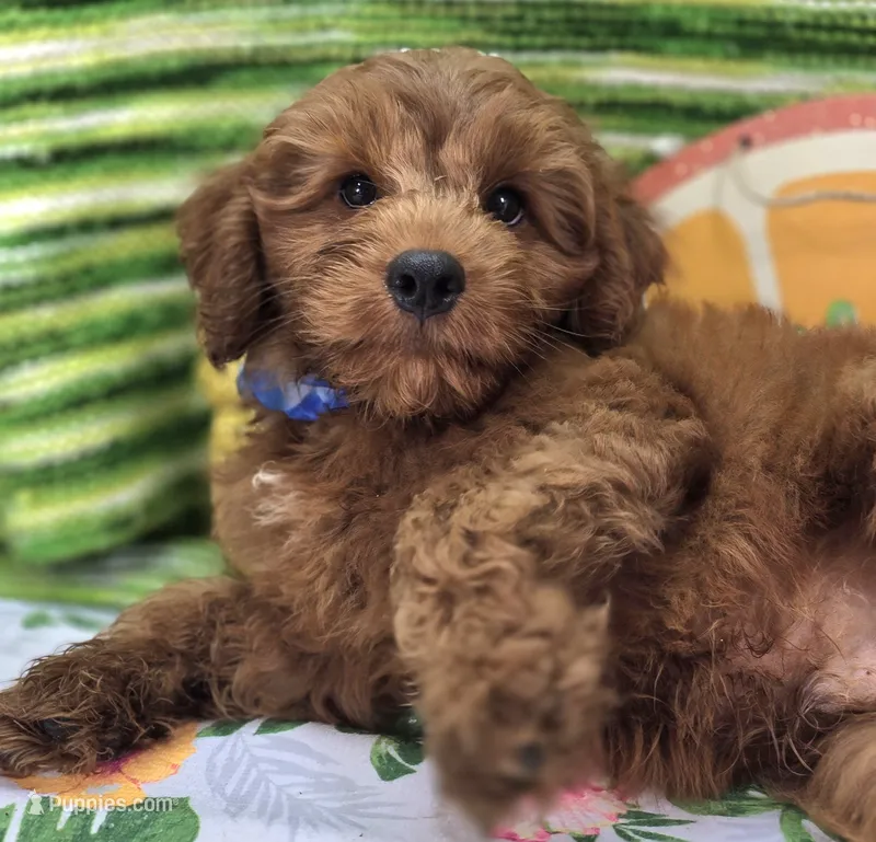 Milan – Cockapoo puppy for sale in Galena, MO