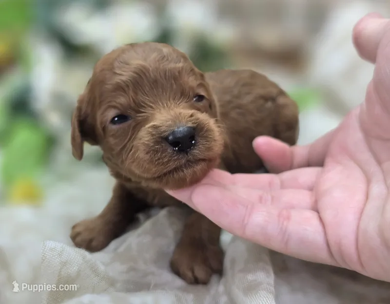 Beetle – Cavapoo puppy for sale in Galena, MO