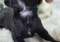 Twink, a female Cavapoo for sale in Galena, MO – 2 of 4