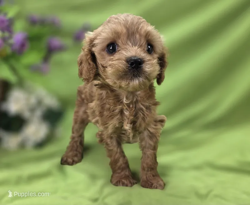 Girdle – Cockapoo puppy for sale in Galena, MO