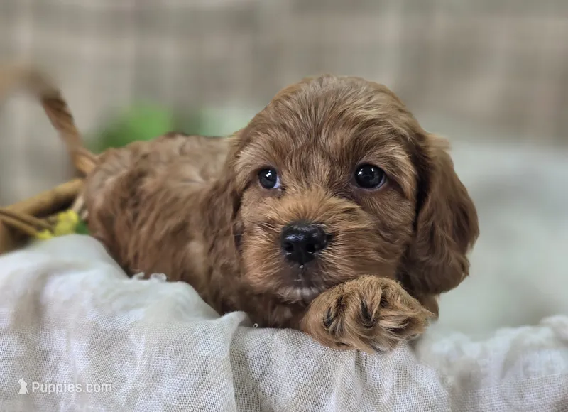 Daffodil – Cockapoo puppy for sale in Galena, MO