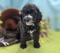 Flopsy, a female Cockapoo for sale in Galena, MO – 6 of 6