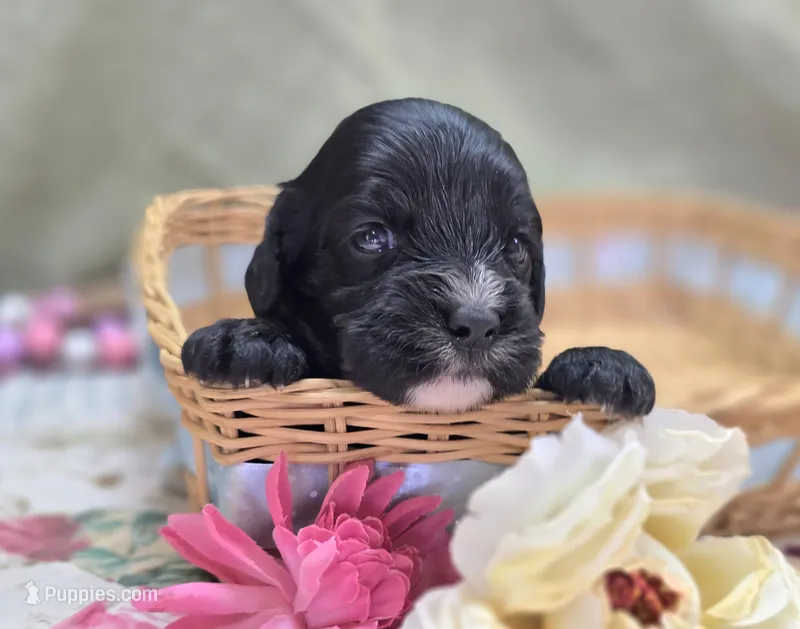 Delilah – Cavapoo puppy for sale in Galena, MO