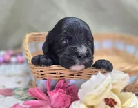 Delilah, a female Cavapoo for sale in Galena, MO – 1 of 7