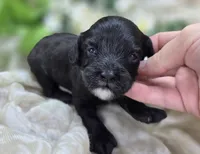 Twink, a female Cavapoo for sale in Galena, MO – 3 of 4
