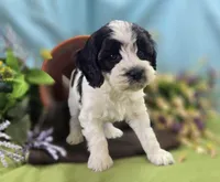 Puddleduck, a male Cockapoo for sale in Galena, MO – 2 of 5