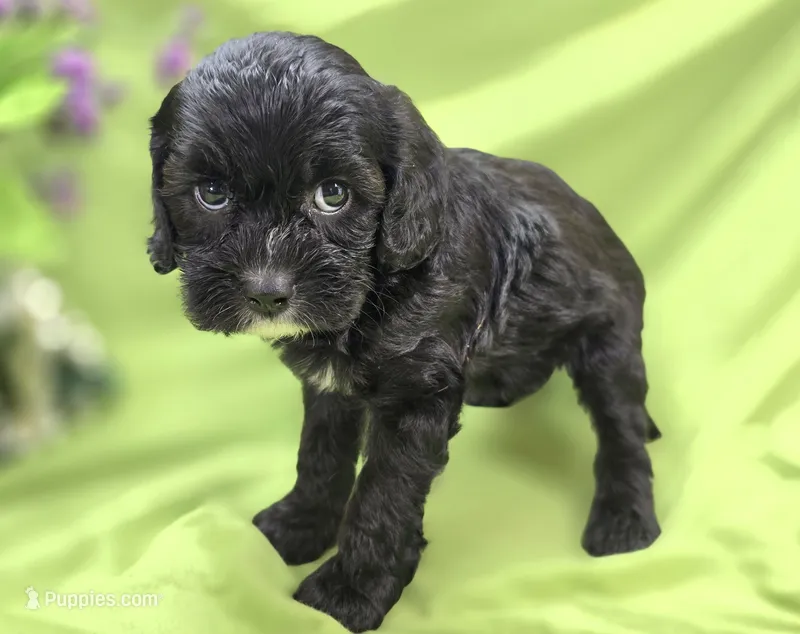 Delilah – Cavapoo puppy for sale in Galena, MO