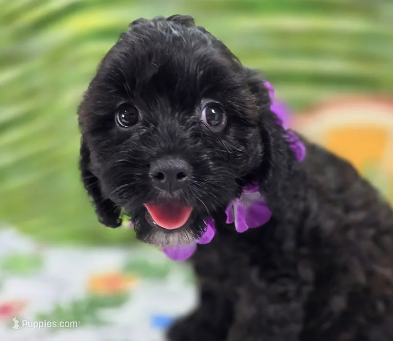 Twink – Cavapoo puppy for sale in Galena, MO