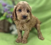 Versace, a male Cockapoo for sale in Galena, MO – 7 of 8