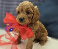 Grub, a male Cavapoo for sale in Galena, MO – 7 of 8