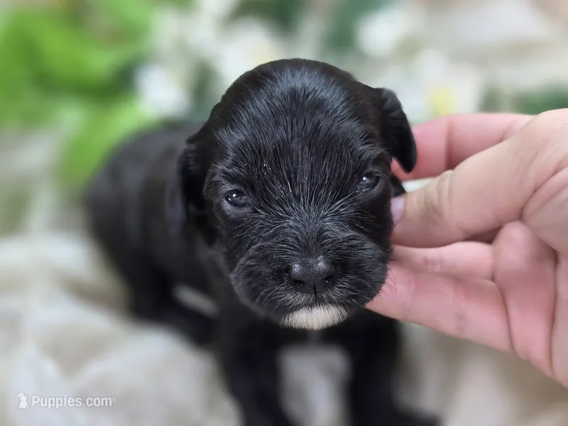 Twink – Cavapoo puppy for sale in Galena, MO