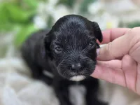 Twink, a female Cavapoo for sale in Galena, MO – 1 of 4