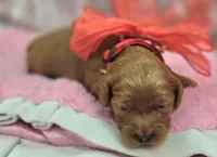 Glaze, a female Cockapoo for sale in Galena, MO – Photo 7 of 10