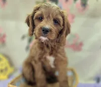 Icerberg, a male Cavapoo for sale in Galena, MO – Photo 2 of 9