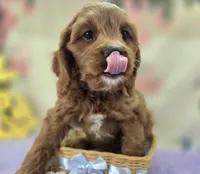 Icerberg, a male Cavapoo for sale in Galena, MO – Photo 3 of 9