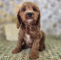 Icerberg, a male Cavapoo for sale in Galena, MO – Photo 6 of 9