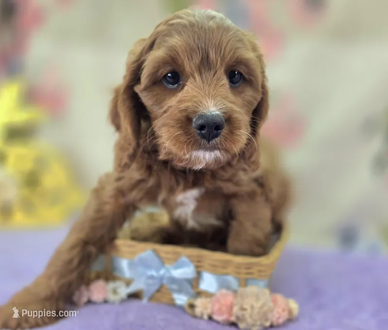 Icerberg – Cavapoo puppy for sale in Galena, MO