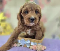 Icerberg, a male Cavapoo for sale in Galena, MO – Photo 1 of 9