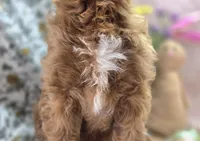 Iceberg, a male Cavapoo for sale in Galena, MO – Photo 4 of 4