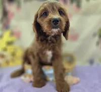 Icerberg, a male Cavapoo for sale in Galena, MO – Photo 4 of 9