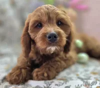 Iceberg, a male Cavapoo for sale in Galena, MO – Photo 3 of 4