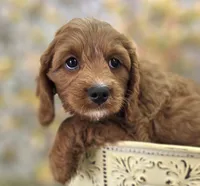 Icerberg, a male Cavapoo for sale in Galena, MO – Photo 9 of 9