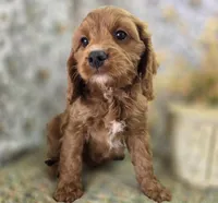 Icerberg, a male Cavapoo for sale in Galena, MO – Photo 7 of 9