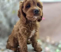 Iceberg, a male Cavapoo for sale in Galena, MO – Photo 2 of 4