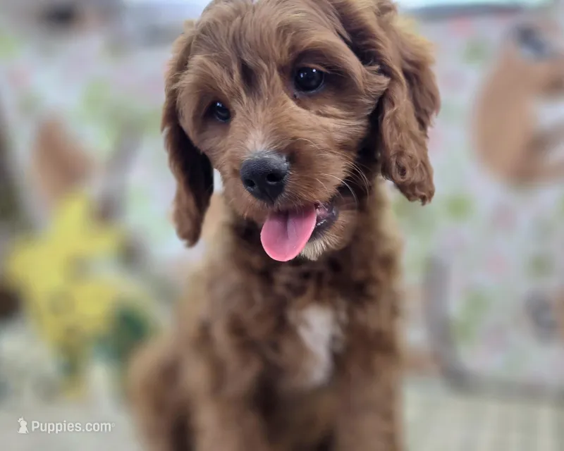 Icerberg – Cavapoo puppy for sale in Galena, MO