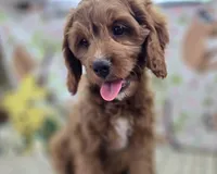 Iceberg, a male Cavapoo for sale in Galena, MO – Photo 1 of 4