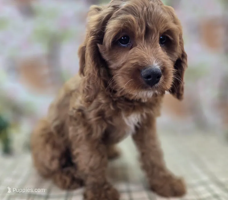 Icerberg – Cavapoo puppy for sale in Galena, MO