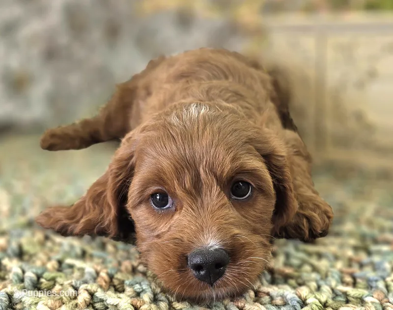 Icerberg – Cavapoo puppy for sale in Galena, MO