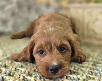 Icerberg, a male Cavapoo for sale in Galena, MO – Photo 5 of 9