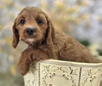 Icerberg, a male Cavapoo for sale in Galena, MO – Photo 8 of 9