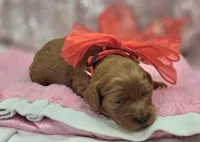 Glaze, a female Cockapoo for sale in Galena, MO – Photo 6 of 10
