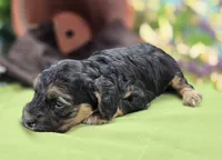 Batty, a female Cockapoo for sale in Galena, MO – 5 of 8