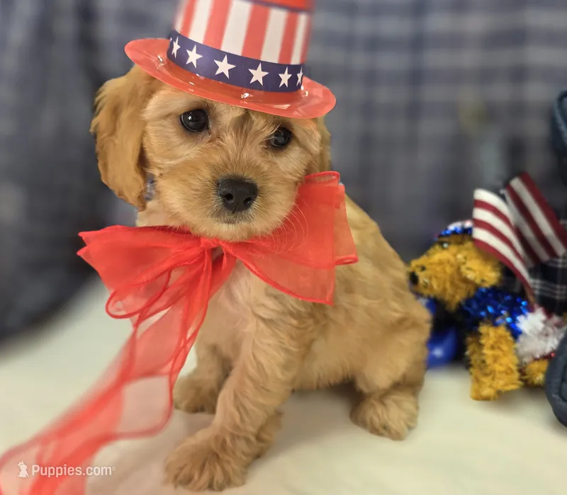 Beau – Cavapoo puppy for sale in Galena, MO